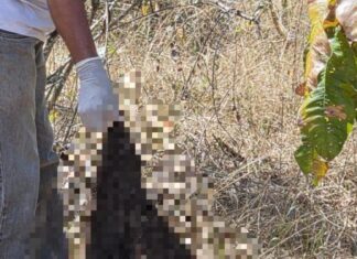Acusado de matar e esquartejar mulher que o denunciou é preso no Pará