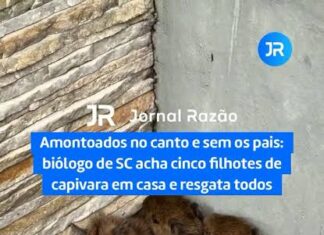 Veja Vídeo – Amontoados no canto: biólogo resgata cinco filhotes de capivara sem os pais em residência