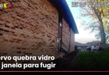 Veja o momento em que cervo invade apartamento e foge pela janela nos EUA