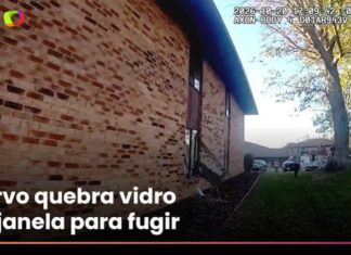 Veja o momento em que cervo invade apartamento e foge pela janela nos EUA