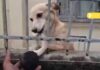 Veja Vídeo – Cachorro joga bolinha por cima do muro para motoboy no RJ e vídeo viraliza